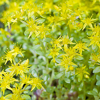 香草花水