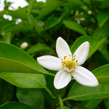 柳橙花水