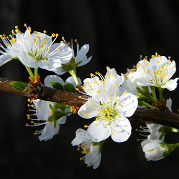 櫻桃花水