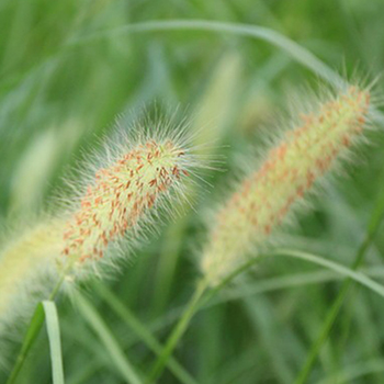 馬尾草(萃取液)