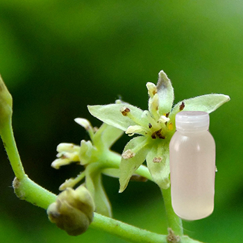 酪梨花水