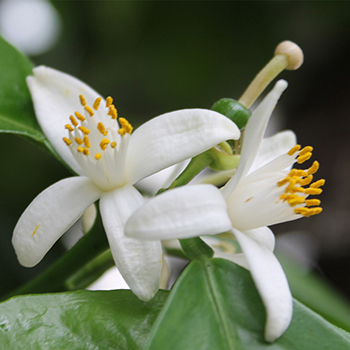 橙花(萃取液)