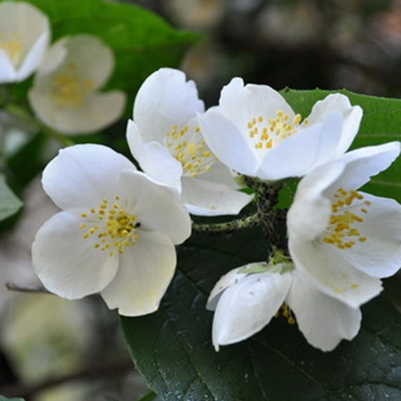 茉莉花花水