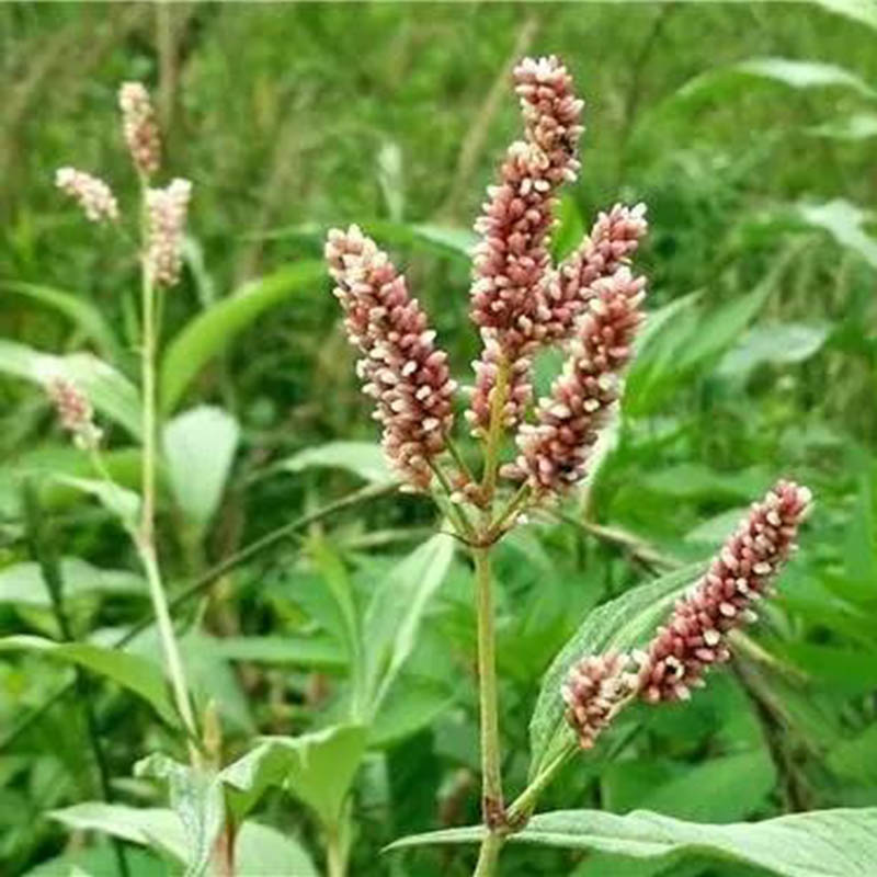 野酸模草(萃取液)