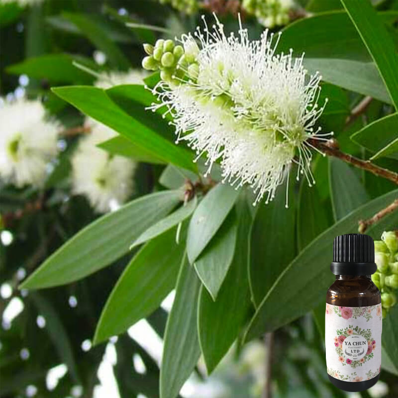 绿花白千层精油